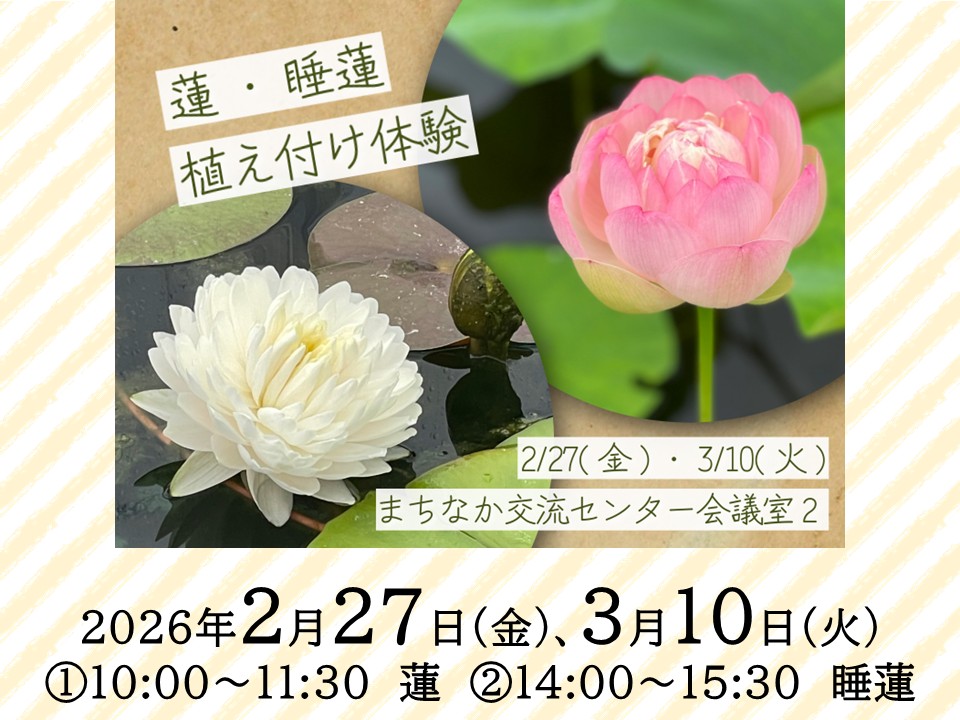 蓮・睡蓮 植え付け体験